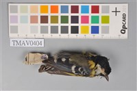 藏品(青背山雀)的圖片